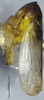 Habitus, lateral view: (Observation).