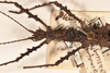 CollectionObject 1560994; 34482216-ad46-4d81-a992-9851a8cd1fc9: copyright UMO, Oxford. female of Phasma (Acanthoderus) bicoronata: head & thorax, dorsal view (holotype). (CollectionObject).