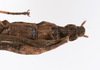 CollectionObject 1590113; 12f0d1aa-e2fd-4f0c-aace-b417936a0556: copyright ZSMC, Munich. female: end of abdomen, dorsal view (holotype). (CollectionObject).