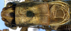 Idiostatus martinellii Rentz, 1973: male pronotum and tegmina, dorsal view (paratype). (Otu).