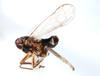 Habitus, lateral view: !! display not done !! on Pissonotus marginatus Van Duzee, 1897: (Observation).