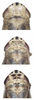 Head: !! display not done !! on Doratura stylata (Boheman, 1847): Head. (Observation).
