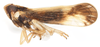 Habitus, lateral view on Distantinus fuscipennis (Muir, 1919): (Observation).