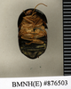 CollectionObject 1573036; 00cd8d87-0561-4436-8d4c-387b65c285c3: Copyright Natural History Museum, London. Non-type (adult female) in BM(NH). Ventral view. (CollectionObject).