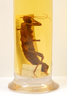 CollectionObject 1559045; 55496b5f-f51d-4c5b-aece-f4ef01bdb7e1: copyright MNHN, Paris. female Hoploclonia cuspidata (holotype). (CollectionObject).