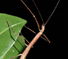 CollectionObject 1597631; 83635de7-6ca8-4b77-aab3-ca2a0d608a35: copyright QM. female in nature, head & thorax (paratype). (CollectionObject).