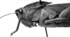 Image Carbonell, C.S female head and pronotum, lateral view (holotype of Tropinotus affinis). Depicts CollectionObject 1533383; 33d6689a-18e1-4048-8fe7-eb4c74d35b2f, a CollectionObject.
