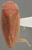 Habitus, dorsal view: !! display not done !! on Batracomorphus (Batracomorphus) irroratus Lewis, 1834: Dorsal. (Observation).
