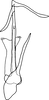 Aedeagus, ventral view on Anufrievia wolongensis Yang & Zhang, 2018: Aedeagus, ventral view. (Observation).
