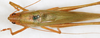 male, dorsal view (syntype). Depicts CollectionObject 1531478; NMW 17598, 2e1b8dec-37ab-4fb6-89af-dfe824132120, a CollectionObject.