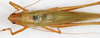 CollectionObject 1531478; NMW 17598, 2e1b8dec-37ab-4fb6-89af-dfe824132120: male, dorsal view (syntype). (CollectionObject).