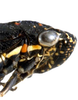 Head: Head and thorax in lateral view. U.S.A., Minnesota, 4 mi SEE of Glyndon, INHS. (Observation).