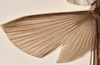 CollectionObject 1561969; 6934107a-0fed-42b2-8689-b1abe6f66424: copyright OUMNH. female wings of Necroscia lysippus (holotype). (CollectionObject).