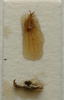CollectionObject 1535172; df5ab340-c00d-4f67-9f92-e4800fb6bdb8: male titillator (holotype). (CollectionObject).
