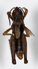 CollectionObject 1528778; 026a847e-ac29-4579-a26b-35b5ea1424cc: male, dorsal view (holotype). (CollectionObject).