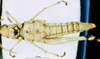 CollectionObject 1581349; 0174f971-78aa-4888-afeb-9e8625a5d8f4: female, ventral view (paratype). (CollectionObject).
