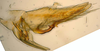 Pygofer, lateral view: !! display not done !! on T4477: Loeia Duan, 2017: (Observation).