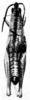 CollectionObject 1518479; a796cadd-62a5-4ec1-984b-31bd8a8ba196: Fig. 9 A. male, dorsal view (holotype). (CollectionObject).