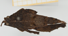 female, dorsal view (allotype). Depicts CollectionObject 1583426; c20ade63-ef50-49d8-b7ae-0a80726e96e1, NHMUKNHMUK10924440, a CollectionObject.