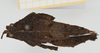 CollectionObject 1583426; c20ade63-ef50-49d8-b7ae-0a80726e96e1, NHMUK10924440: female, dorsal view (allotype). (CollectionObject).