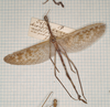 CollectionObject 1556982; b3054bbd-c97b-4afa-81da-59277c4faaf5: copyright South Australian Museum, Adelaide. Acrophylla nubilosa male (holotype). (CollectionObject).