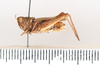 female, lateral view (holotype). Depicts CollectionObject 1529011; 3767beda-d30c-4d0b-8013-d236521cc738, a CollectionObject.