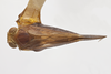 Habitus, dorsal view: (Observation).