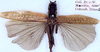 CollectionObject 1531886; 7cfb3b2a-4193-4c3c-a203-c04c6ba63fdd: female, lateral view (holotype). (CollectionObject).
