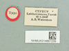 Truxalis eximia cypria Dirsh, 1950: female, labels (holotype). (Otu).