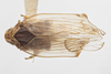 Habitus, dorsal view on Asotocixius diopter Kramer, 1983: (Observation).