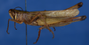 CollectionObject 1535741; 797ea4ef-52f9-4e21-ab91-8a3feaf46758: male, lateral view (holotype). (CollectionObject).
