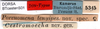 CollectionObject 1500519; f3140e7a-ab69-471e-8f7f-8760c324f8dd: labels (syntype). (CollectionObject).