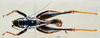 CollectionObject 1534472; e0ed2c48-dc6e-4c92-a328-01df0f68ad7b: male, dorsal view (holotype). (CollectionObject).