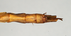 CollectionObject 1563756; 83cbfd78-fadb-461b-9fc7-5597cde468ca: copyright MIZ. female: end of abdomen, dorsal view (paratype). (CollectionObject).