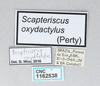 CollectionObject 2869083; 8c2b9fef-c611-442b-a35a-9a9638604531, CNCI 1162538: Scapteriscus oxydactylus. (CollectionObject).