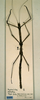 CollectionObject 1557829; 4f7cd6c2-8097-47b7-a54c-1b8cf04e9a9d: copyright CUMZ, Cambridge. female of synonym Myronides simplex (holotype). (CollectionObject).