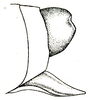 Chloracantha lampra Hebard, 1922: Pl. XIV, Fig. 15 (after type). male abdomen tip, lateral view. (Otu).