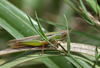 FieldOccurrence 3630; a55e6572-d966-426c-9bc2-42d6bdd05813; Argentina: Buenos Aires
Partido de Magdalena, NE of Atalaya, 2016/03/05: male (March 2016). (FieldOccurrence).