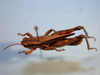 CollectionObject 1514378; 81298960-52e1-4154-8966-2b863b571e2e, MLP3382: male, dorsal view. (CollectionObject).