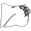 Pygofer, lateral view on Colladonus mendicus (Ball, 1902): lectotype. (Observation).