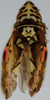 Habitus, dorsal view on Eualebra gingerae Dietrich, 2013: Habitus (male, holotype). (Observation).