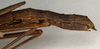 CollectionObject 1557179; 05742aea-1eb3-4dcd-8a41-abf434718376: copyright NMW, Vienna. female: end of abdomen, lateral view (syntype). (CollectionObject).;CollectionObject 1557180; e6f245ef-e531-4bc4-848c-e42120af3f4f: copyright NMW, Vienna. female: end of abdomen, lateral view (syntype). (CollectionObject).