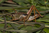 CollectionObject 1861871; b7344213-8c33-41f2-86ff-1cf135db24ea, Unioeste Cascavel K-0466: Female, in vivo. Lateral view. (CollectionObject).