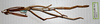 CollectionObject 1561048; 6b684976-cab7-4a22-b1a4-698eaa759ea9: copyright MHNG Geneva. female of synonym Bacteria monticola (holotype). (CollectionObject).