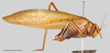 CollectionObject 1588352; e89cb9ff-a585-4f2e-bd23-88b195bb66b5: male, lateral view, scale bar: 2 mm. (CollectionObject).