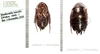 Periplaneta lateralis Walker, 1868: (Otu).