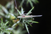 male in dorsal view (from Croatia, Pag Isl.). Depicts Tylopsis lilifolia (Fabricius, 1793), an Otu.