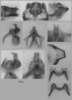 Melanoplus borealis (Fieber, 1853): male genitalia. (Otu).