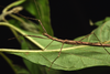 CollectionObject 1580863; ee6af533-e075-4897-9872-7cee36f0e422: copyright FRCS, Sabah. male (holotype). (CollectionObject).
