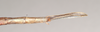 CollectionObject 1561031; NHMUK(SF IMPORT DUPLICATE) 845178-845179, de869378-04ec-471e-8e79-2962a388ba6d: copyright Natural History Museum, London. female: end of abdomen, dorsal view of synonym Bacillus coccyx (syntype). (CollectionObject).